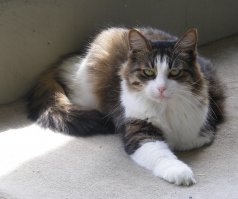 Кошачий взгляд просто завораживает. Не хуже женского...