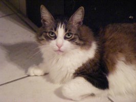 Кошачий взгляд просто завораживает. Не хуже женского...