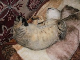 Знакомьтесь, бенгальский кот по кличке Тор с идеально красивой шерсткой