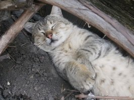 Мой котейка отдыхает)))