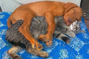 Новое - это хорошо забытое