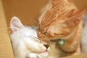 Пятничный котопост
