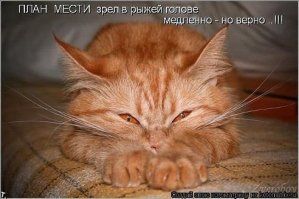 Пятничный котопост