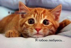 Пятничный котопост