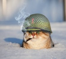 Военные коты