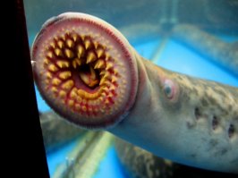 Минога тоже обаятельная: