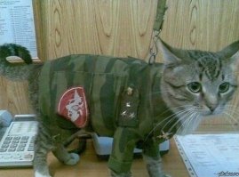 Военные коты