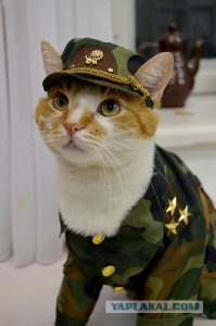 Военные коты