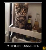 Военные коты