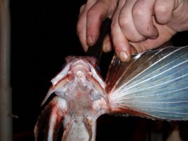 Моя фотоподборка из различных рейсов. На первом фото - самец корифены (голова как у "чужого").