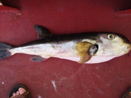 Моя фотоподборка из различных рейсов. На первом фото - самец корифены (голова как у "чужого").