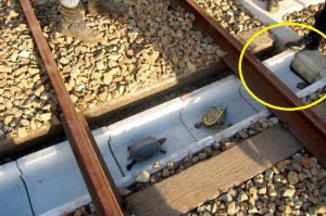 Это ловушка для черепах! доходя до бордюра в который они упираются их уже ждет повар из ресторана.