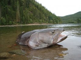 Когда жил на Дальнем Востоке,имел место такой случай.Местный кореец отправился на озеро ловить тайменя.Намотал снасть на руку и начал ждать поклёвку,да уснул видно.Итог был печален."Хозяин всех рыб",как говорят о нём эвенкийские предания,утащил бедолагу в чёрное,бездонное озеро.