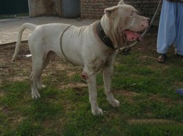 Булли Кутта,Пакистанский Мастиф