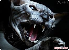 Мало на живое существо похоже. Но, в природе встречается естественная мутация- отсутствие шерсти. Вот-
Красавцы. Неподготовленному человеку, не бог весть что привидится...