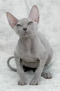 Мало на живое существо похоже. Но, в природе встречается естественная мутация- отсутствие шерсти. Вот-
Красавцы. Неподготовленному человеку, не бог весть что привидится...