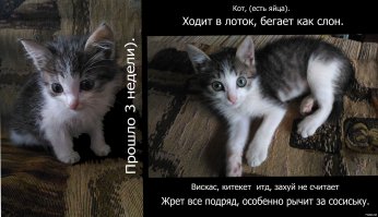 Фотожоп+корел, свои 5 копеек, все для фишек делал, не судите строго, каждая картинка-ответ на пост.