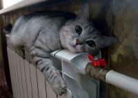 Подводные портреты людей, нырнувших в бассейн с ледяной водой