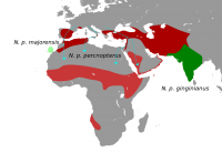 Стервятник разбивает страусиное яйцо при помощи камня
