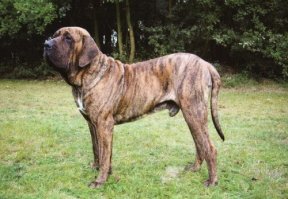 Думаю, фото собак будут нелишними;)
Белый - дого аргентино.
Полосатый - фила бразильеро.