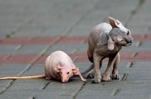 И крысы и морские свинки.... и мутации разные- от завитых ушей до коротких лап... выглядит непривычно.