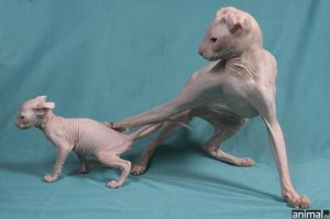 И крысы и морские свинки.... и мутации разные- от завитых ушей до коротких лап... выглядит непривычно.