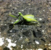 А у нас вот такие букашечки с конца августа появились. Внезапно.