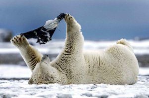 Это всё было бы забавно, если бы это было не дикое животное. Я тоже покакал, когда встретил. Причем заранее, как только услышал.