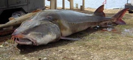 У нас еще в России на Дальнем Востоке водится такая вот рыбка из рода осетровых - Калуга. Достигает 6 метров и 1 тонны