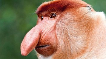 Мне кажется или он действительно выглядит грустным???