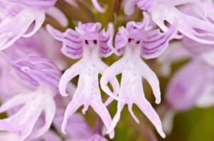 Орхидея «Голый человечек» (Orchis Italica -Naked-Man-Orchid).