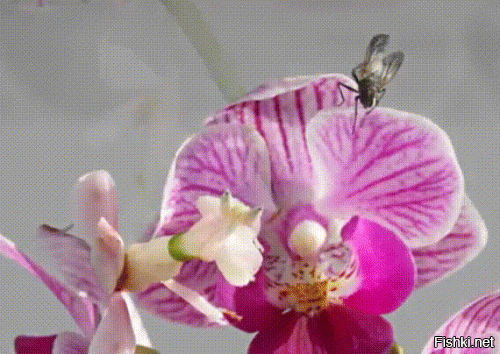 Когда насекомое похоже на цветок.