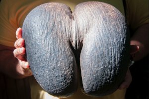 не цветок, конечно. Но этот сэйшельский орех, тоже весьма недурён :)