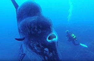 Забавный кадр. :))) Вначале подумал, что фотошоп, а потом дошло, что водолаз просто чуть дальше находится.
А так эта рыба Луна бывает реально немаленькой. что-то около 3 метров и пара тонн весу ;)