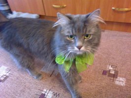 У нас с женой тоже Кузя, даже похож на вашего! 6 лет уже с нами, не отдадим ни за какие ковришки)))