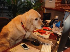 Это не программист, а собака - коды написака)