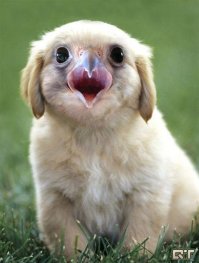 Невиданные животные