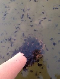 Наш вариант рыбок для пилинга