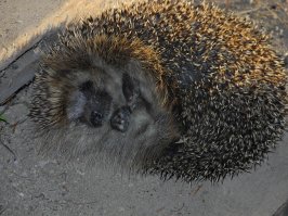 На счёт яблок - не правда, не едят даже "супер сладкие", а вот варенье из малины (точнее "пенки" снятые с варенья) идут влёт!!!!
"Нажираются" - другого слова НЕТ!!!, отползают в сторону и спят, сцуки, не уходят - вылежатся и по-новой, к кормушке!