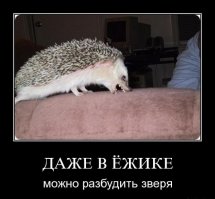 Не такой уж и колючий! Ежонка кормят яблочком
