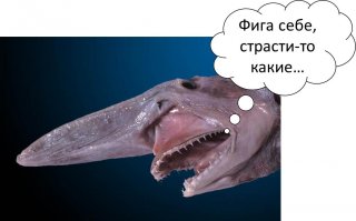 Кто проживает на дне океана? После этого поста у вас появится много вопросов к морским глубинам!