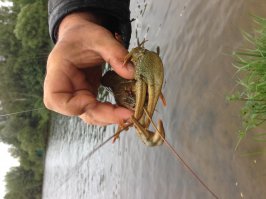 Вот сегодня на фидер поймал.