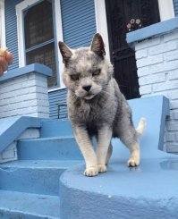 Фига, это что за котопес?