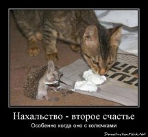Не такой уж и колючий! Ежонка кормят яблочком