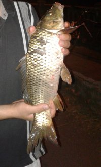 Сазанчик 1кг. 300 грамм.