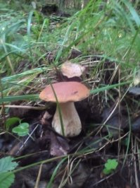 На прошлых выходных вот с такими ребятами познакомился...