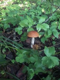 На прошлых выходных вот с такими ребятами познакомился...