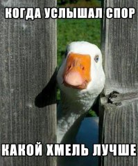 Так вот ты какой Жатецкий Гусь