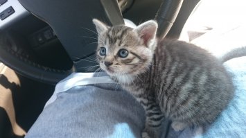 Ровно две недели назад у меня был похожий случай.
 Возвращались в воскресенье с дачи по трассе Москва-Рига, ехал в среднем ряду не спеша, и вдруг увидел на средине дороги сидит маленький котенок, сначала подумал,что сбили, но седьмое чувство подсказало, что он живой, перестроился на обочину и побежал за ним, пока ждал на обочине проезжающие машины видел, как пару машин пропустили котенка между колес. В конечном итоге добежал, схватил и принес в машину. При ближайшем рассмотрении оказалось, что котенку не более месяца, он еще на ногах неуверенно стоял, и мое мнение сам туда попасть не мог, а это значит, что кто то ехал по трассе, остановился и оставил его на средине дороги! По другому я не знаю как он туда попал. Котейку пристроили в частный дом, на козье молочко, и сейчас он любимец в семье, вот такая история.