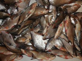 И так чуток.